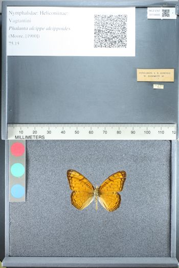 Media type: image;   Entomology 158935